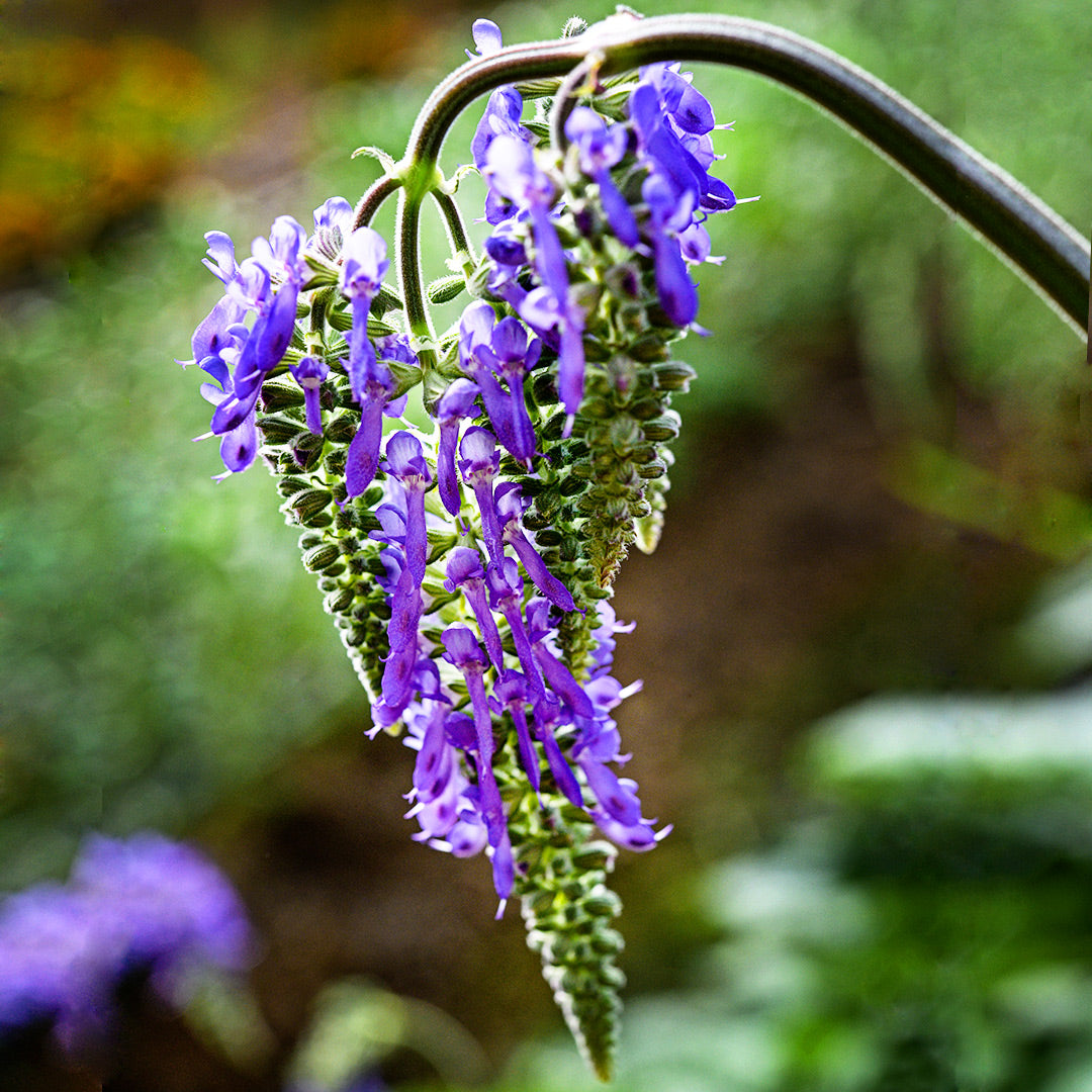 A hanging flower from a Nodding Sage Salvia plant blooms in the walipini greenhouse at Baker Creek.