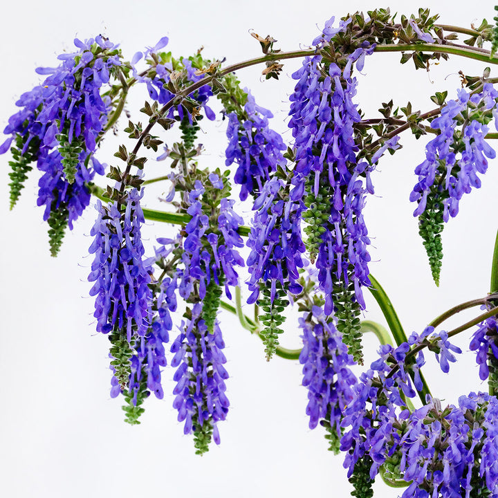 A close-up of Nodding Sage Salvia flowers against a white background.