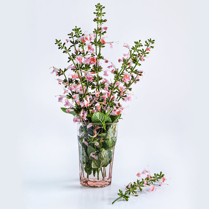 Summer Jewels Pink Salvia in a pink glass vase on white.