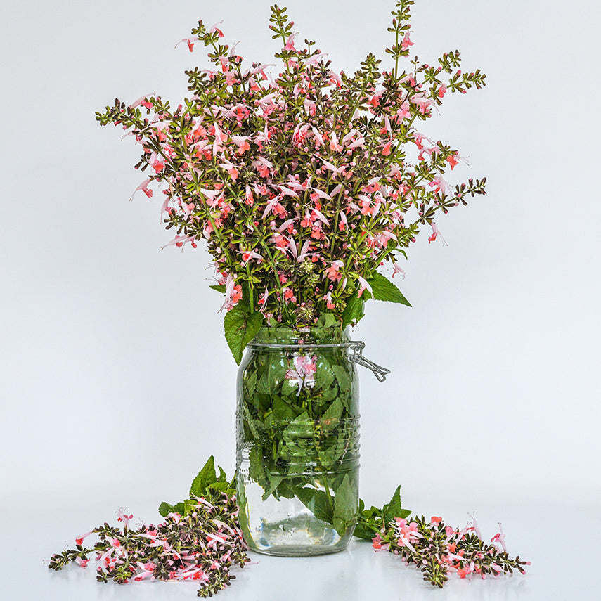 A mason jar full of a bouquet of Summer Jewels Pink Salvia with some stems on a bright white background.