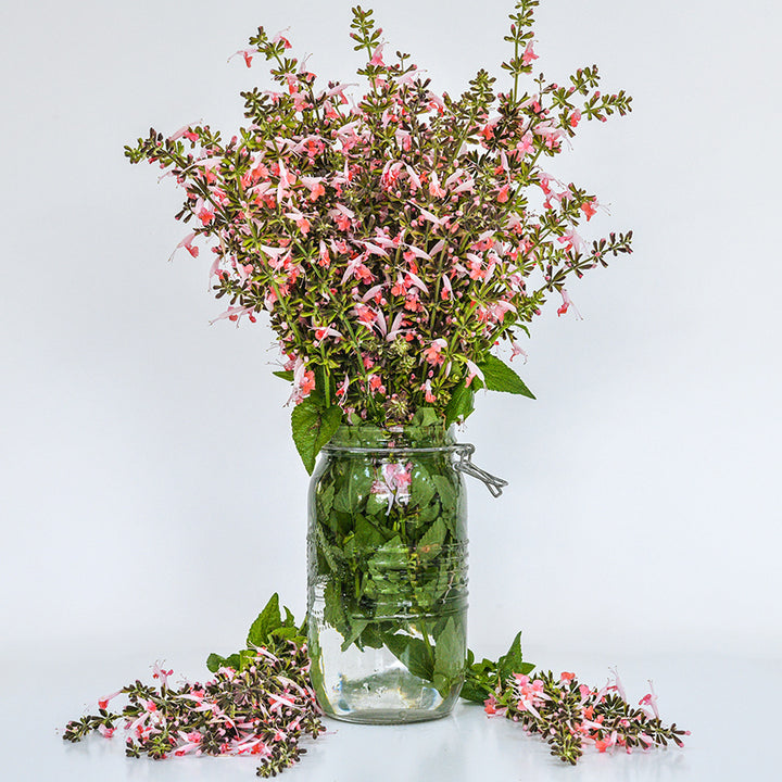 A mason jar full of a bouquet of Summer Jewels Pink Salvia with some stems on a bright white background.