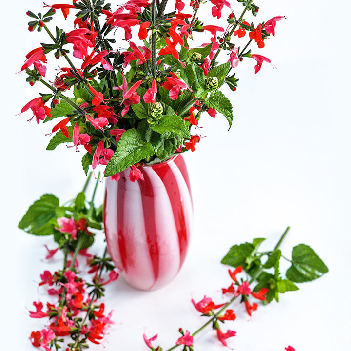 Summer Jewels Red Salvia in a red and white glass vase surrounded by stems on a white background.