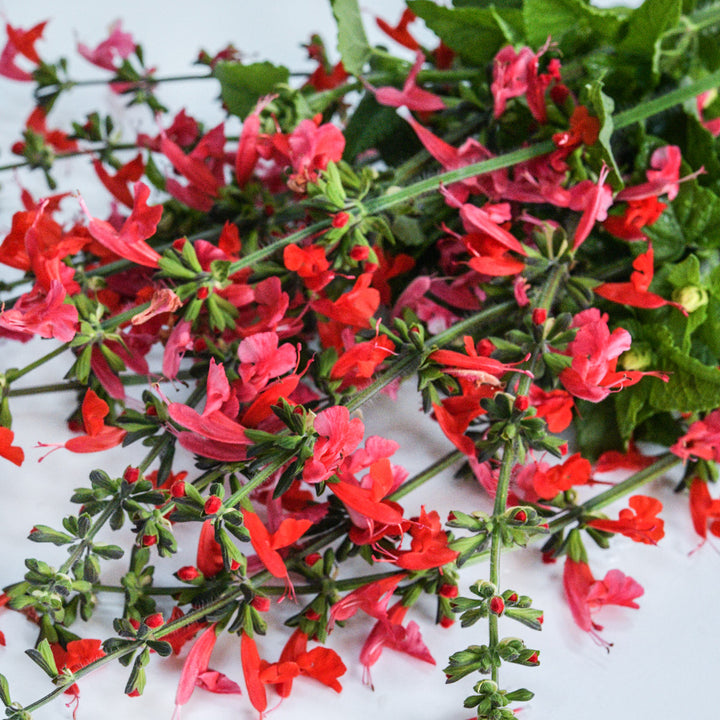Blooming stems of Summer Jewels Red Salvia with foliage on a light background.