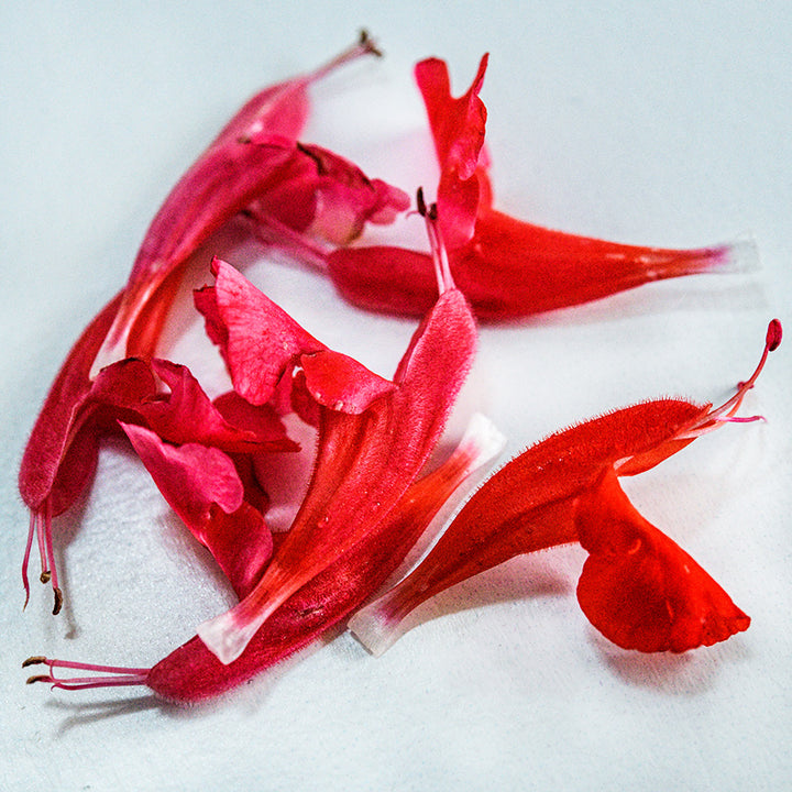 A close-up micro view of a half dozen blooms of Summer Jewels Red Salvia on a light background.