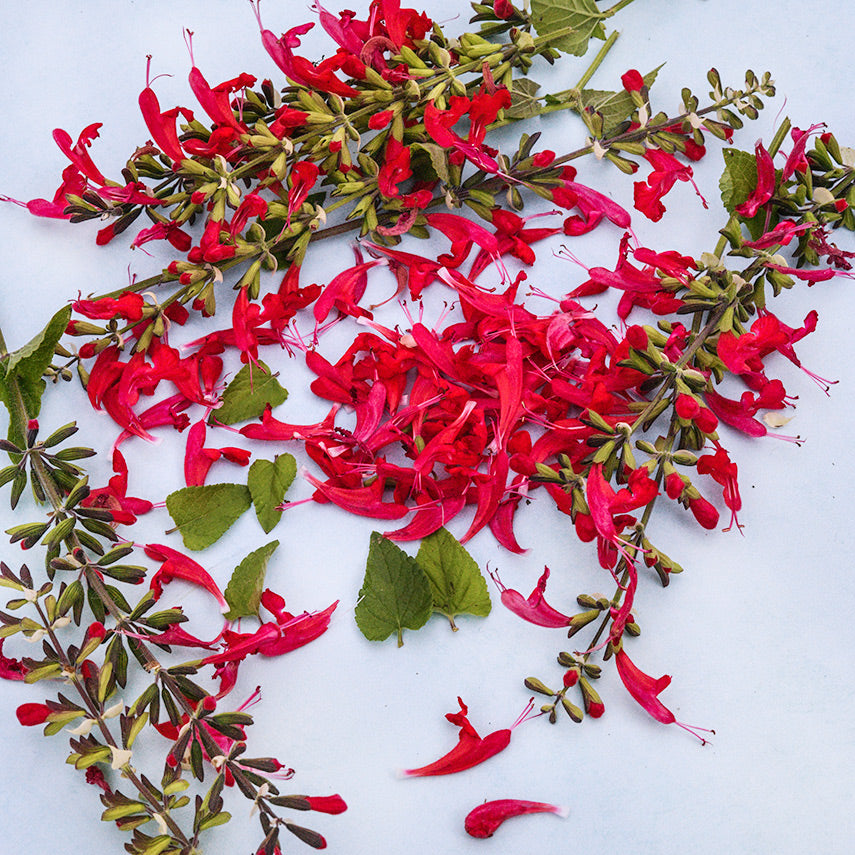 Summer Jewels Red Salvia stems and blooms arranged on light background.