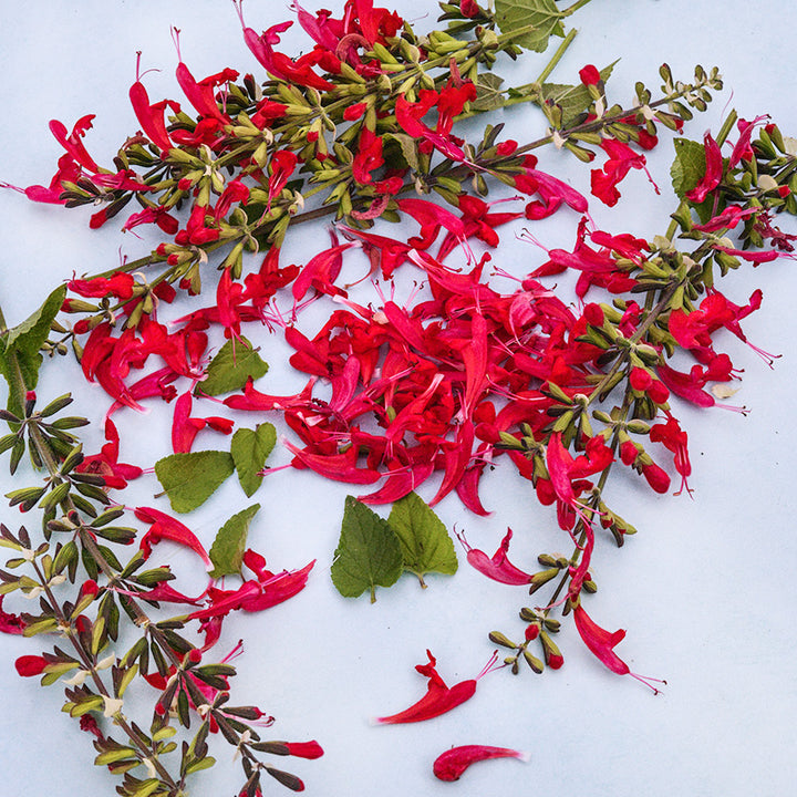 Summer Jewels Red Salvia stems and blooms arranged on light background.