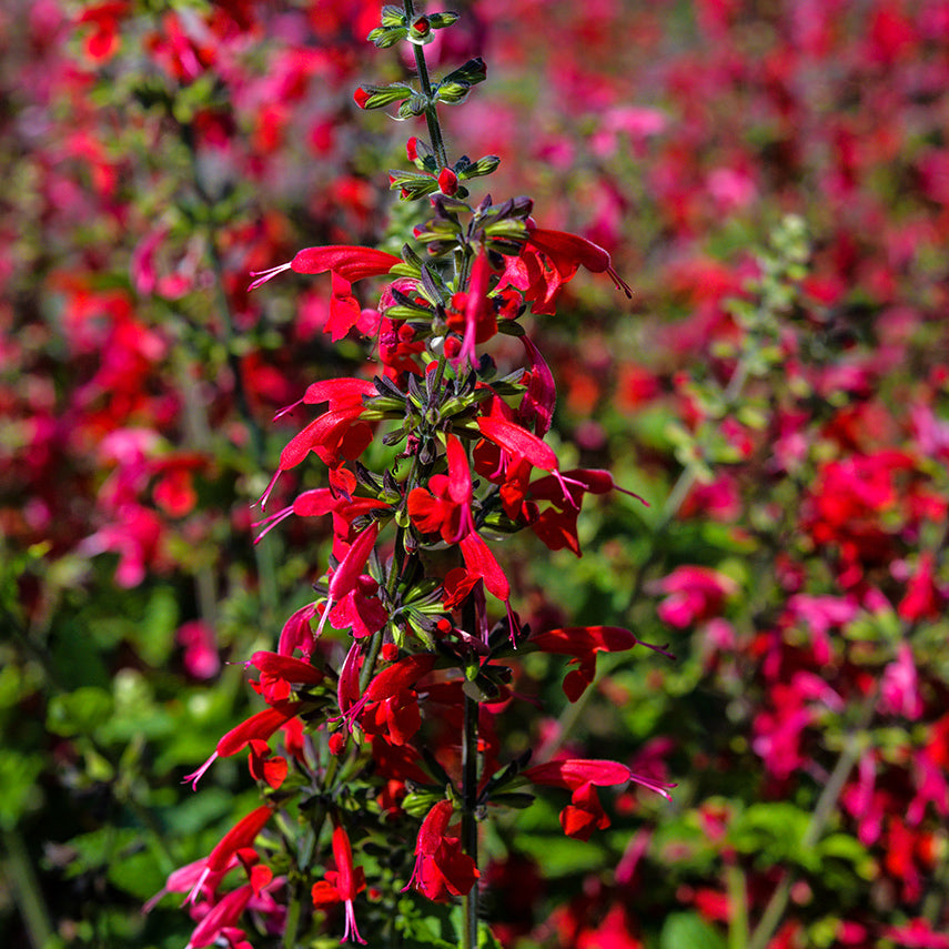 Summer Jewels Red Salvia blooming in the trial gardens at Baker Creek.