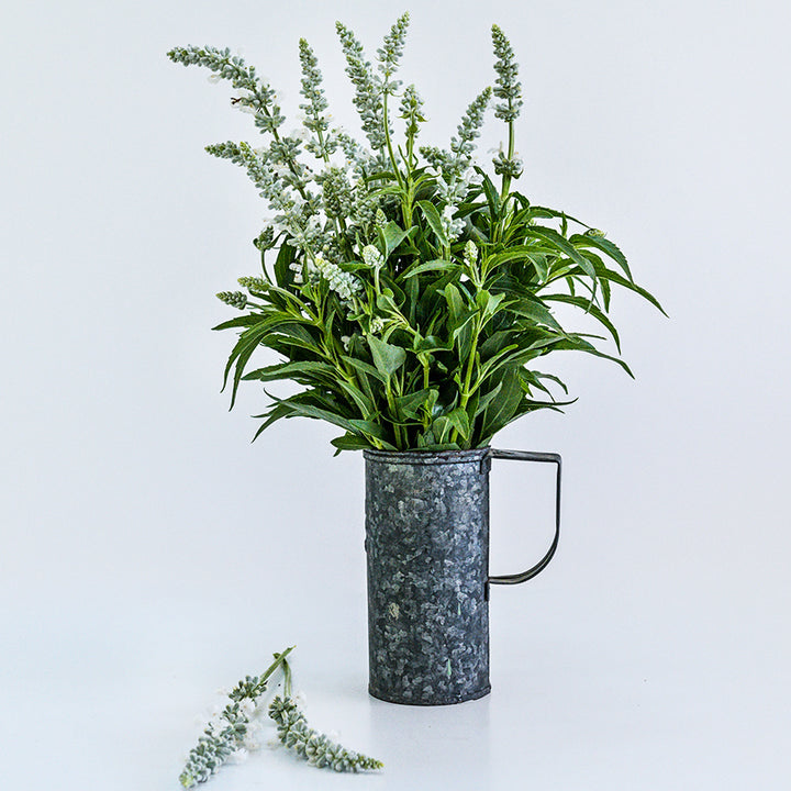 Freshly harvested Victoria White Salvia in a metal vase on white.