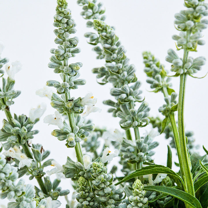 Tight view of several blooming stems of Victoria White Salvia against a light background.