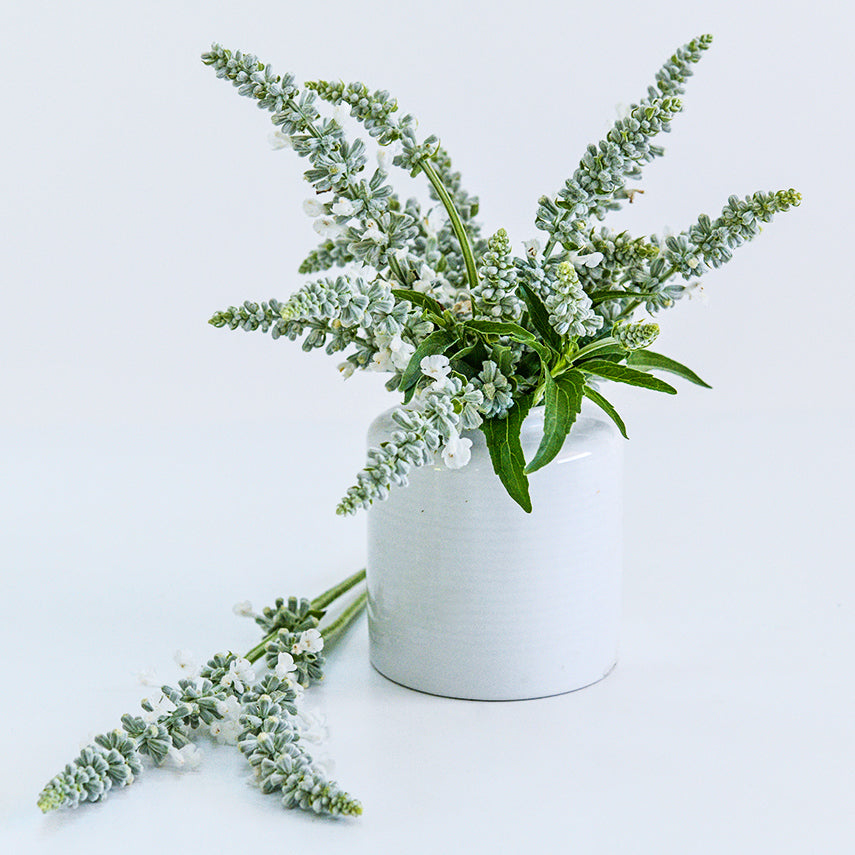 Victoria White Salvia in a white ceramic vase on seamless white background.