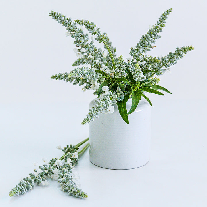 Victoria White Salvia in a white ceramic vase on seamless white background.