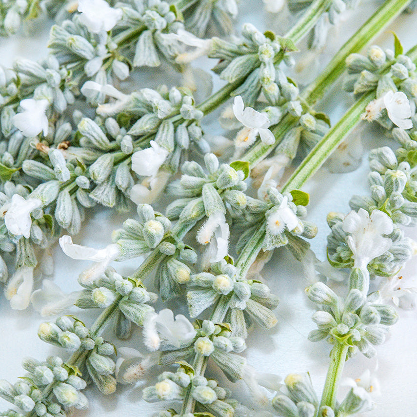 A close-up detailed view of Victoria White Salvia on a light background.
