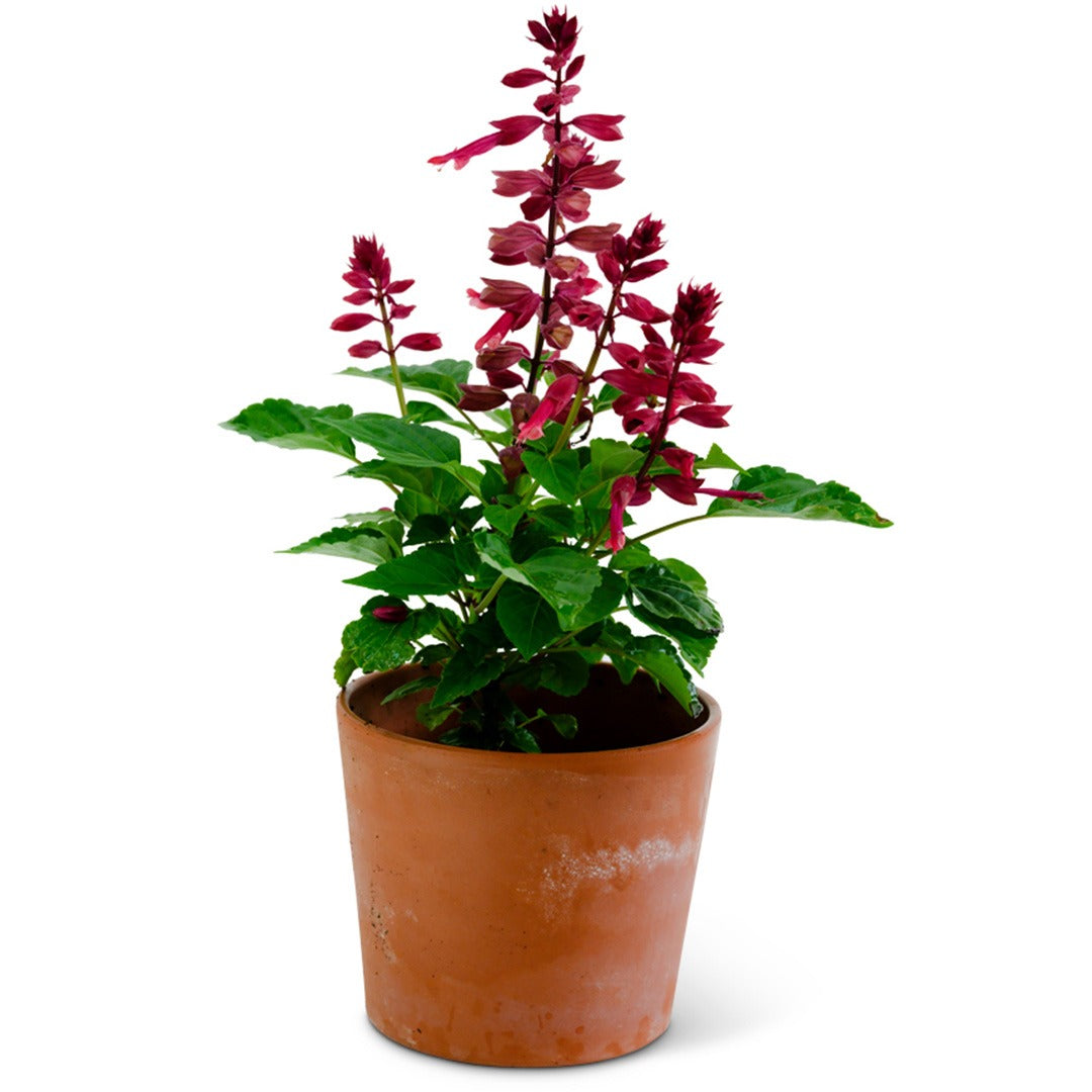 Amore Plum Salvia in a clay pot on a white background.