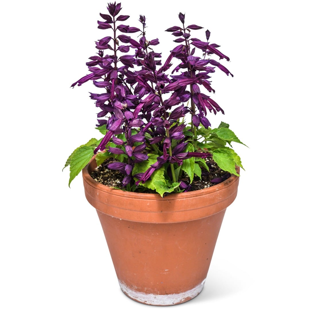 Amore Purple in a clay pot on a white background.