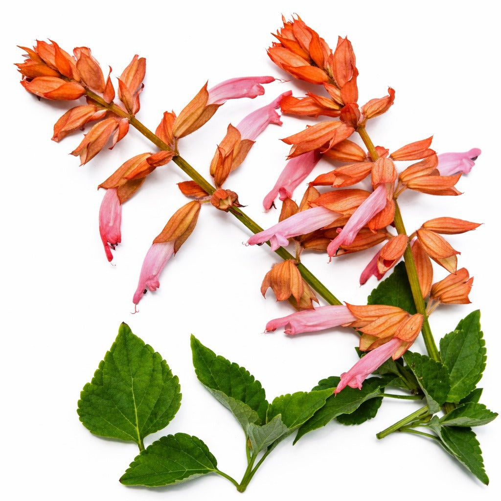 Amore Salmon Salvia blooms on a white background.