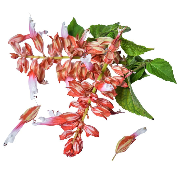 Scarlet Bicolor Sage flower with leaves on a white background.