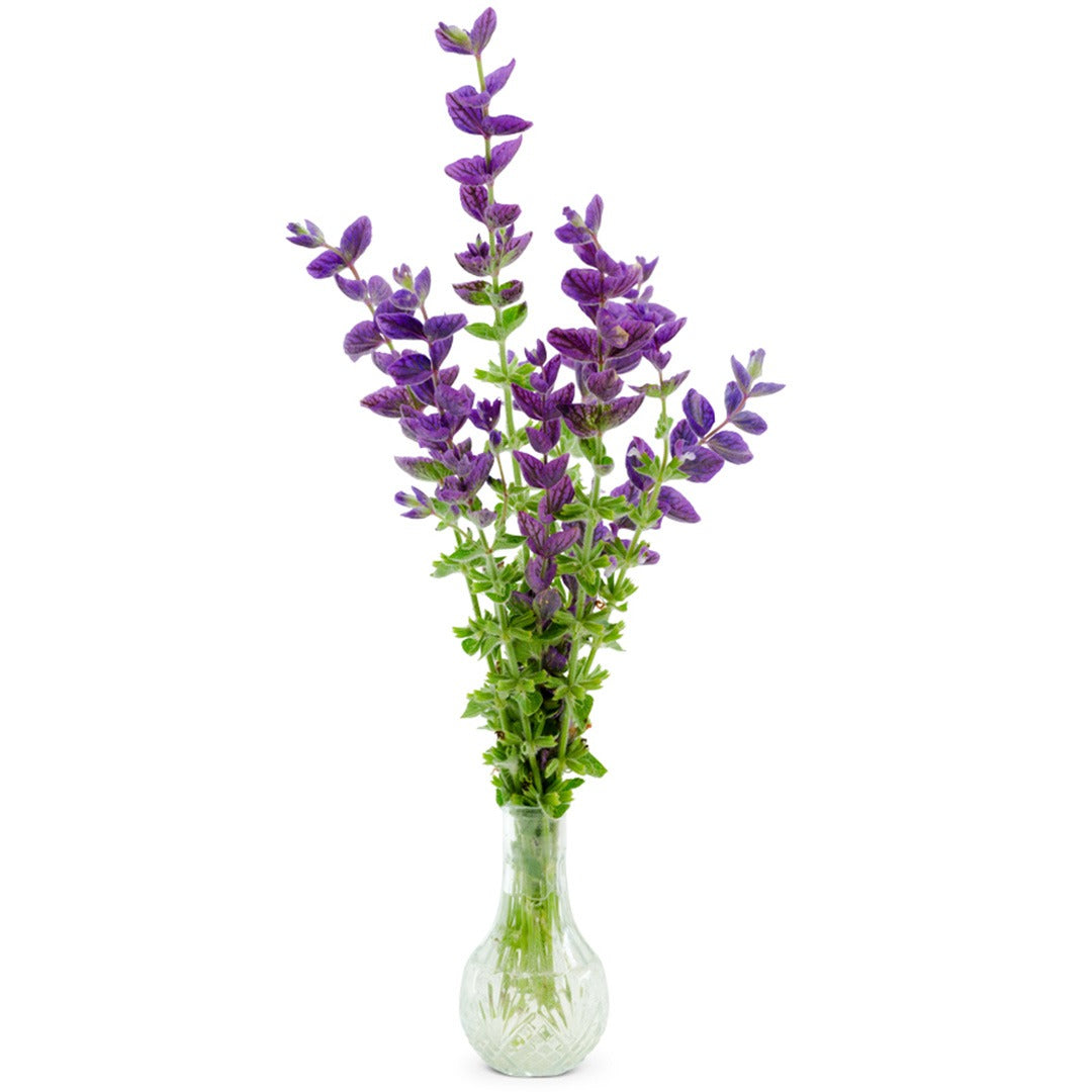 Blue Monday Sage in a clear vase on a white background.
