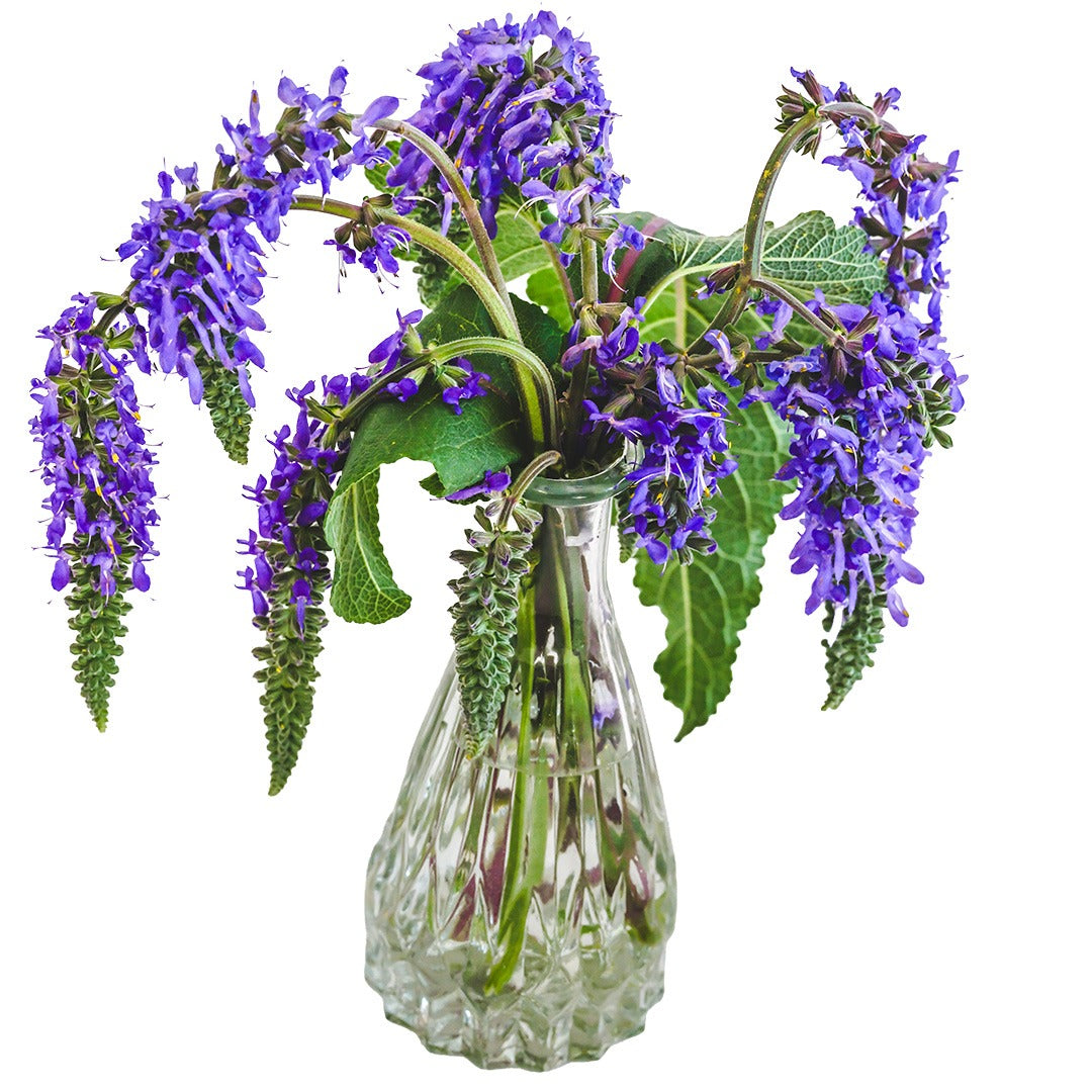 Salvia Seeds, Nodding Sage