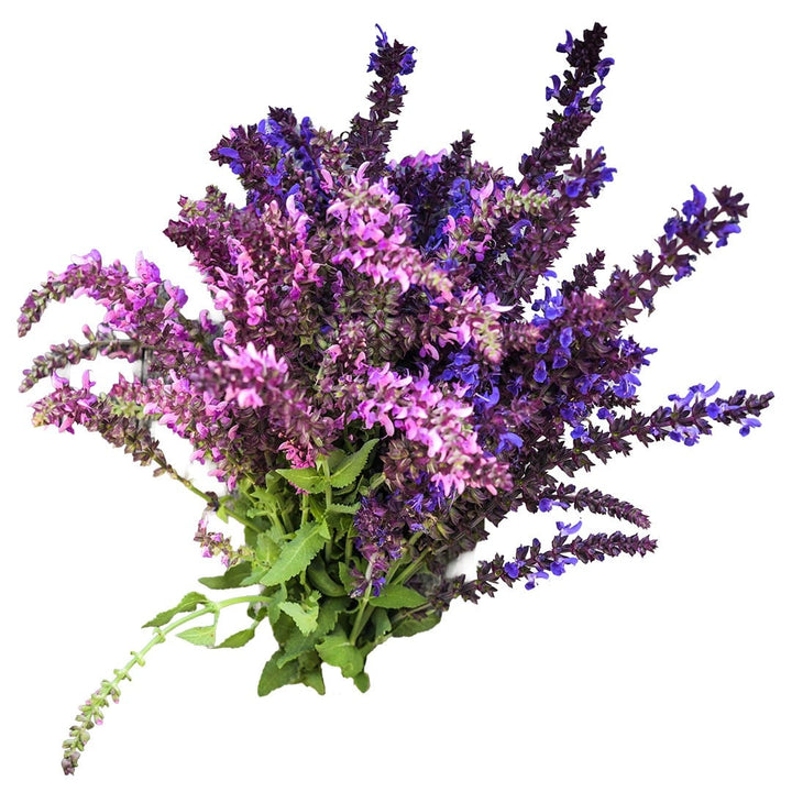 Queen Salvia Mix on a white background.