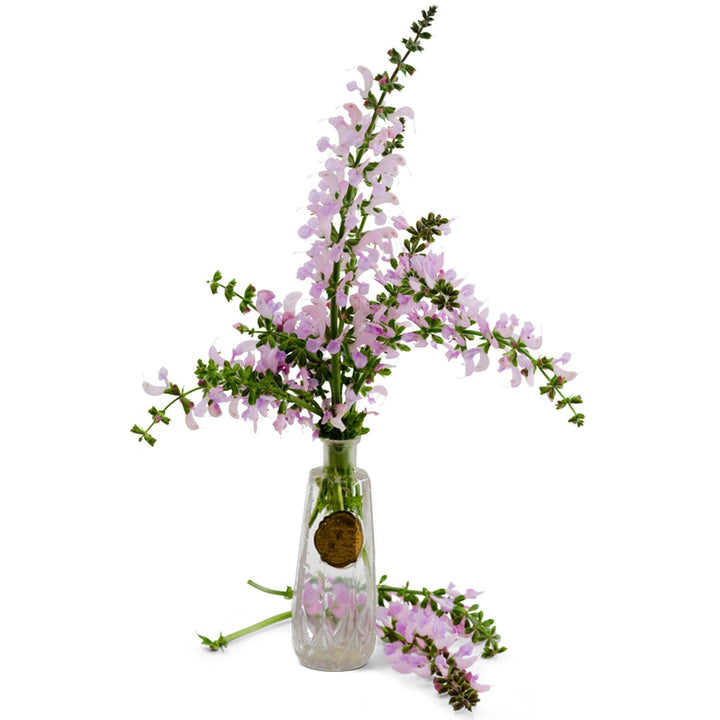 Rose Rhapsody Salvia in a clear vase on a white background.
