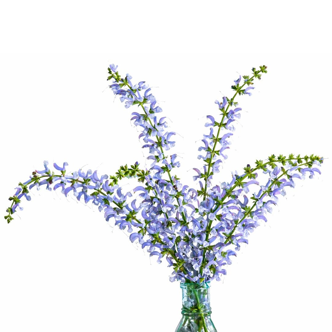 Sky Dance Salvia on a white background.