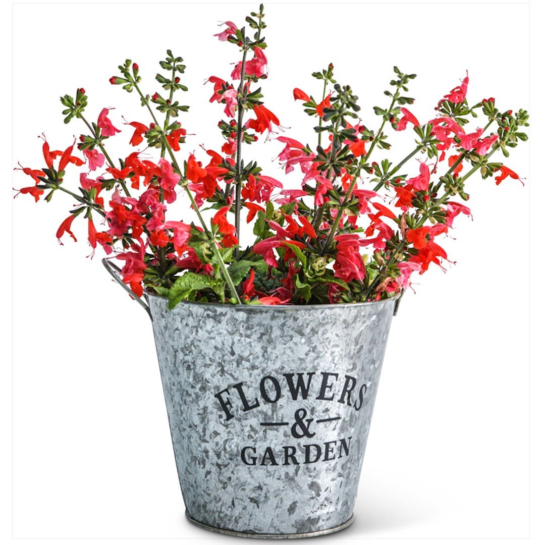 Freshly harvested Summer Jewels Red Salvia in a floral bucket on a white background.