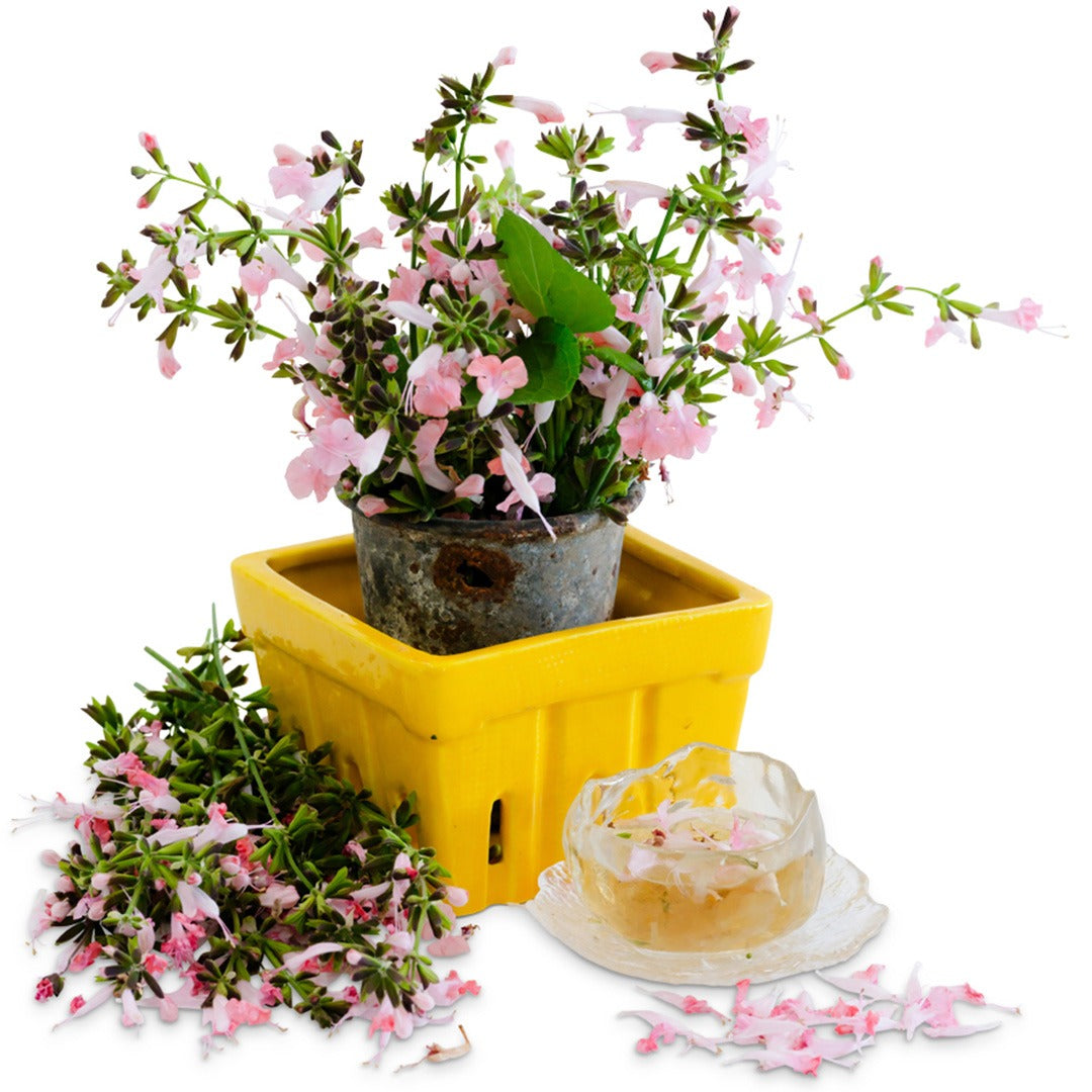 Summer Jewels Pink Salvia in a yellow clay pot on a white background.