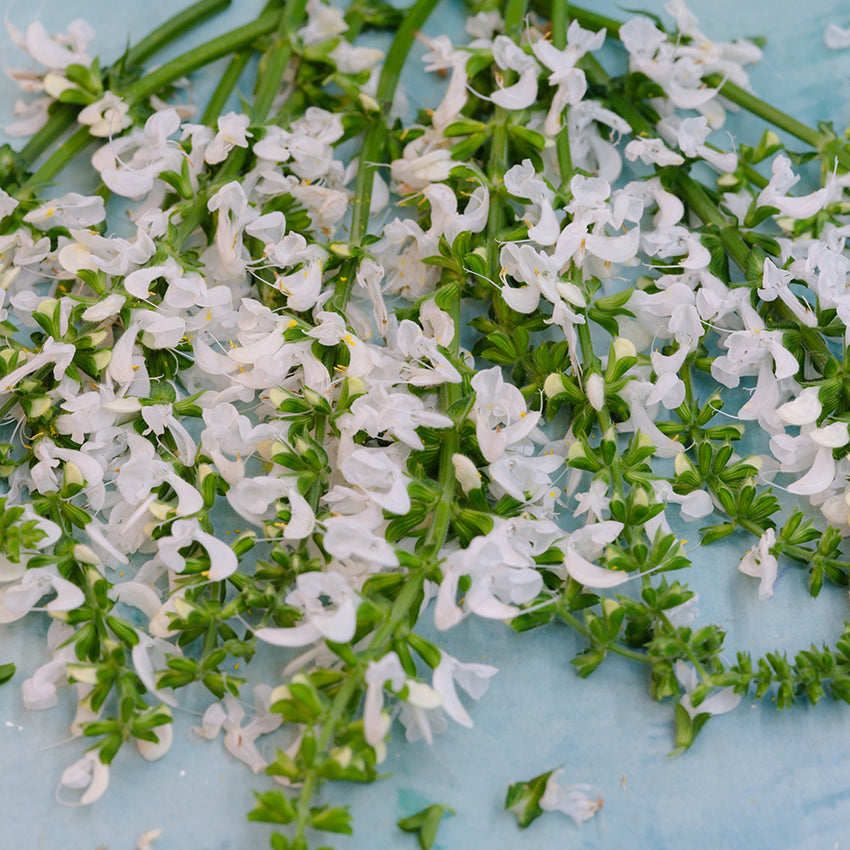Swan Lake Salvia stems covered in white blooms on light blue background.