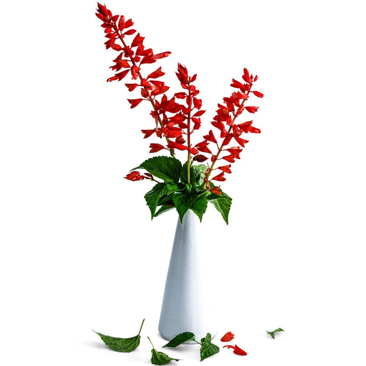 Tall Red Hill Salvia in a white vase on a white background.