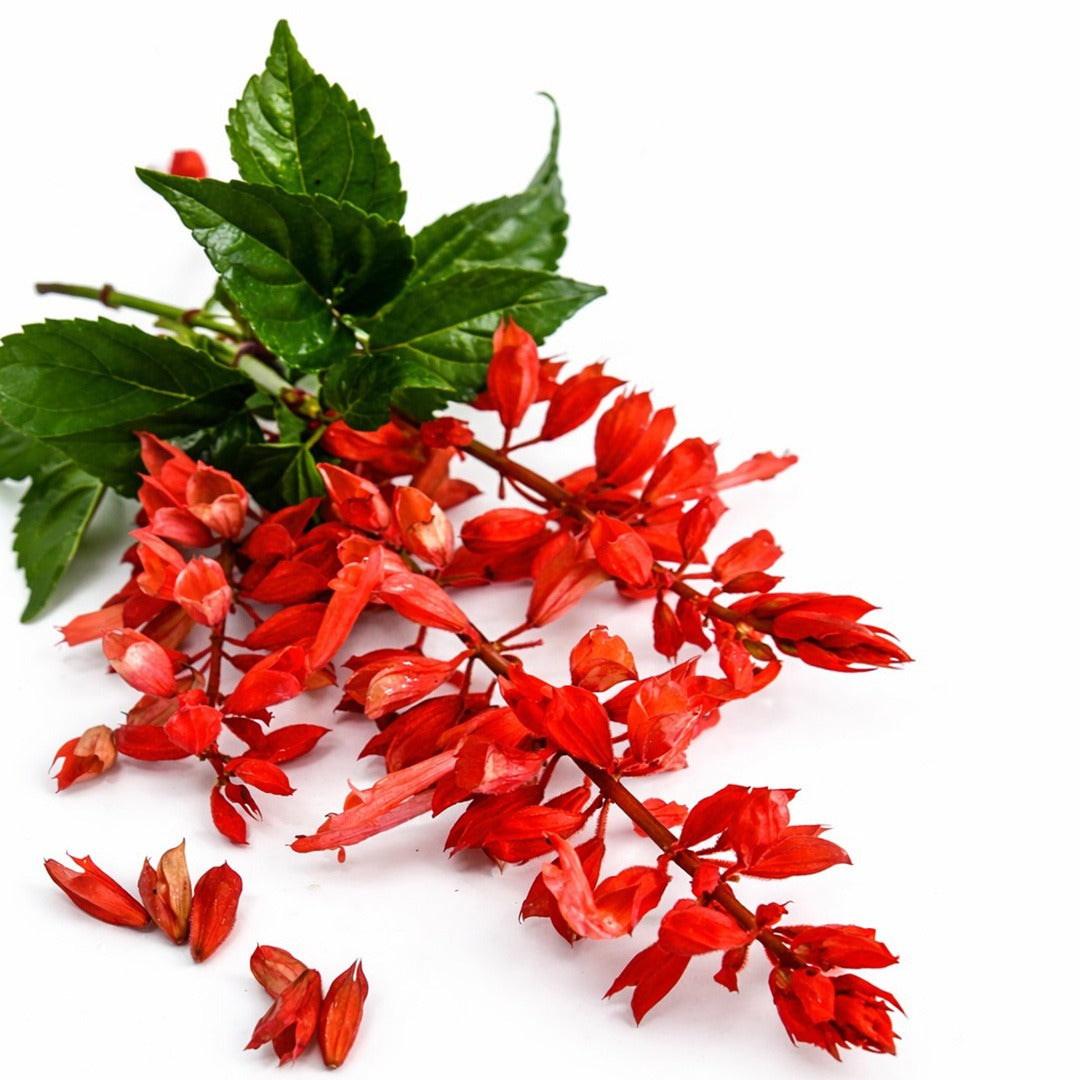 Tall Red Hill Salvia blooms on a white background.