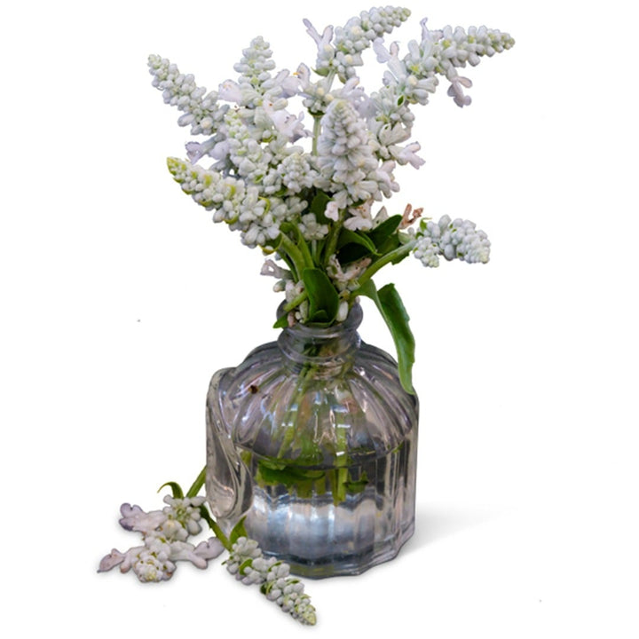 Victoria White Salvia in a clear glass vase on seamless white background.