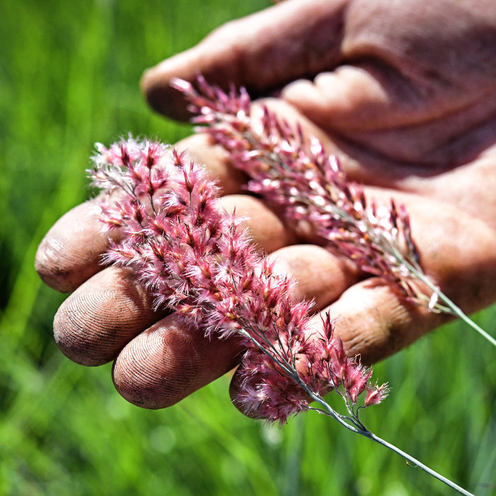 A garden crew member holds a couple of blooms of Savannah Grass in the trial gardens at Baker Creek.