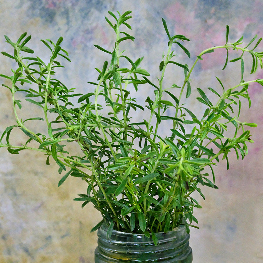 Close-up of Lemon Savory in a mason jar on a pastel variegated background.