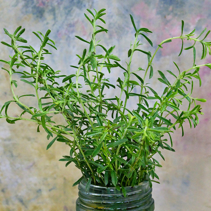 Close-up of Lemon Savory in a mason jar on a pastel variegated background.