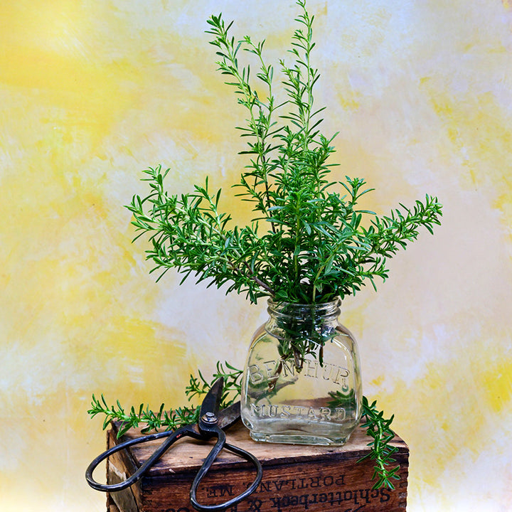 Winter Savory in a glass bottle with garden scissors against a pale yellow background.