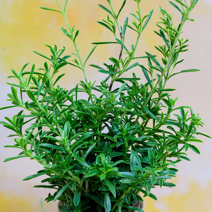 Winter Savory against a pale yellow background.