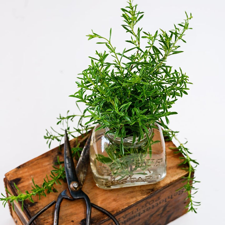 Winter Savory in a glass jar with garden scissors on a white background.