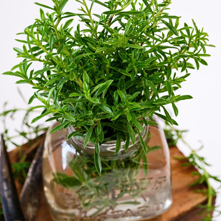 A close-up of Winter Savory in a glass jar on a wooden box against a white background.