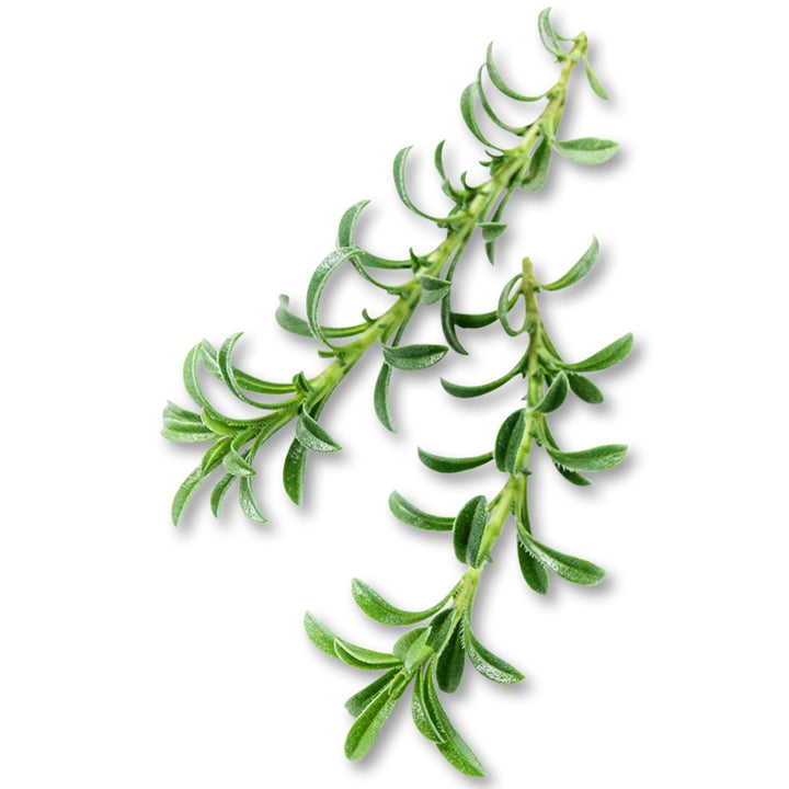 Two sprigs of Lemon Savory on a white background.