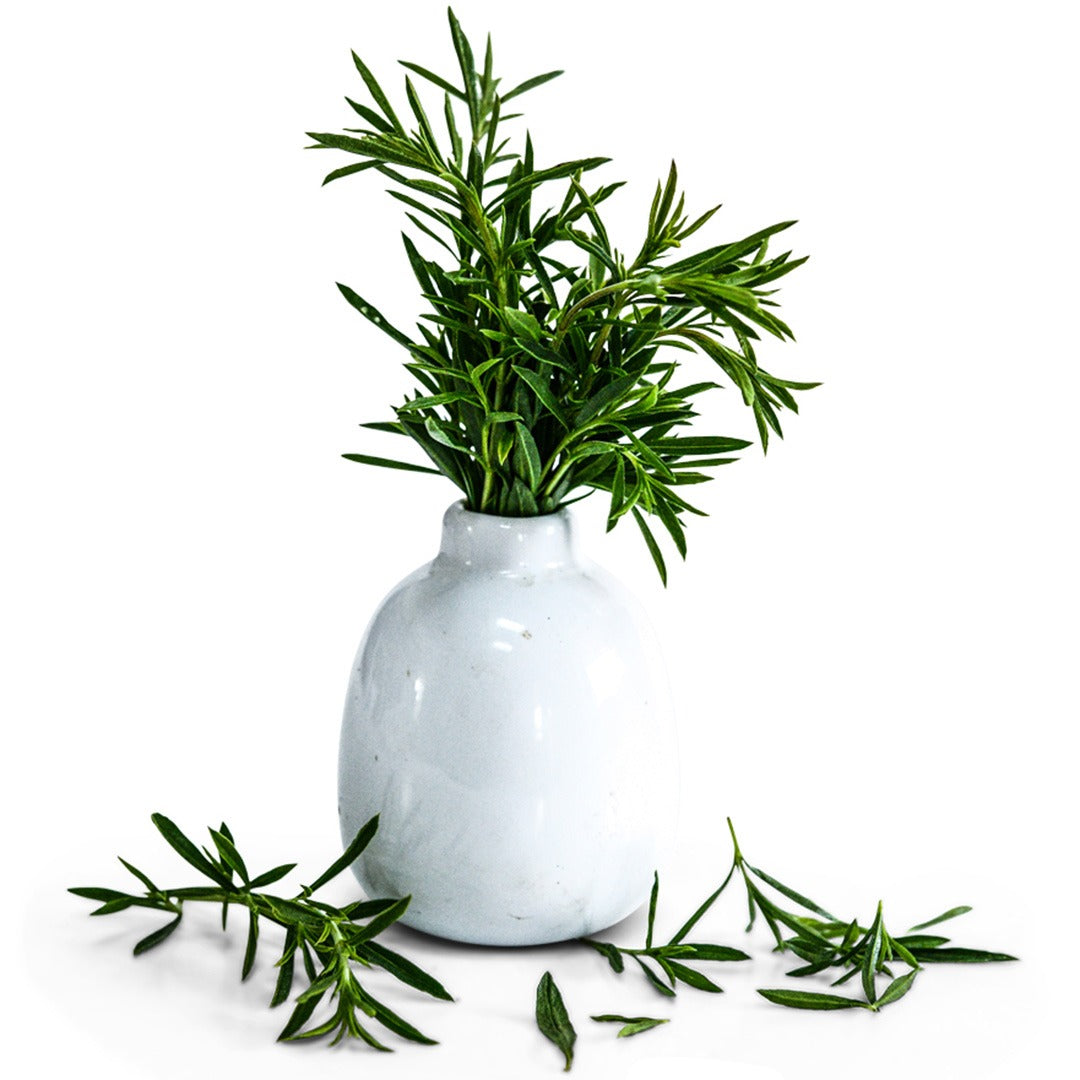 Winter Savory in a white vase on a white background.