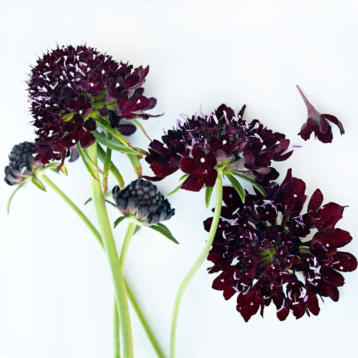 Several Black Knight Scabiosa with stems arranged on a white background.