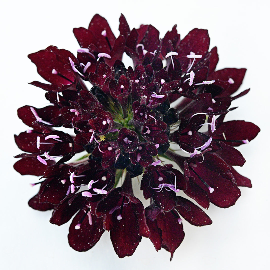 A Black Knight Scabiosa bloom rest solitary on a white background.