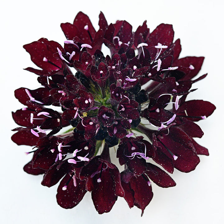 A Black Knight Scabiosa bloom rest solitary on a white background.