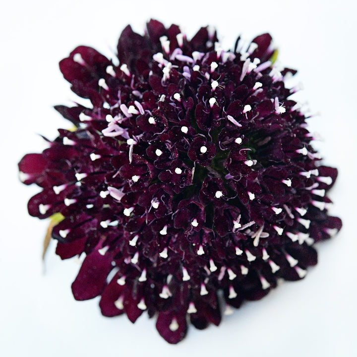 A single Black Knight Scabiosa flower on a white background.
