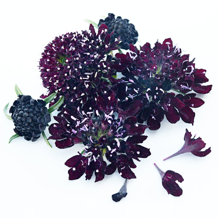 An arrangement of Black Knight Scabiosa on a white background.