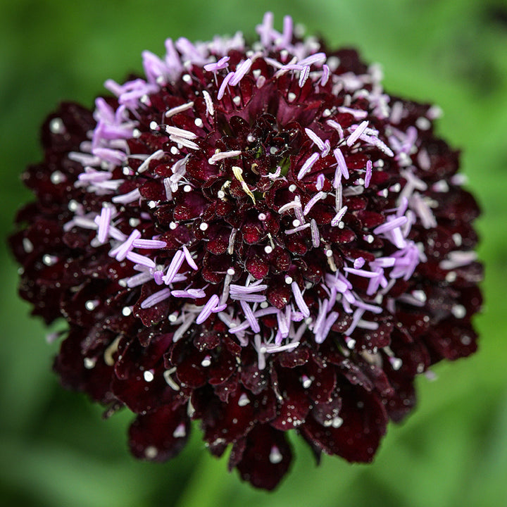 A micro close-up view of a Black Knight Scabiosa flower growing in the gardens at Baker Creek.