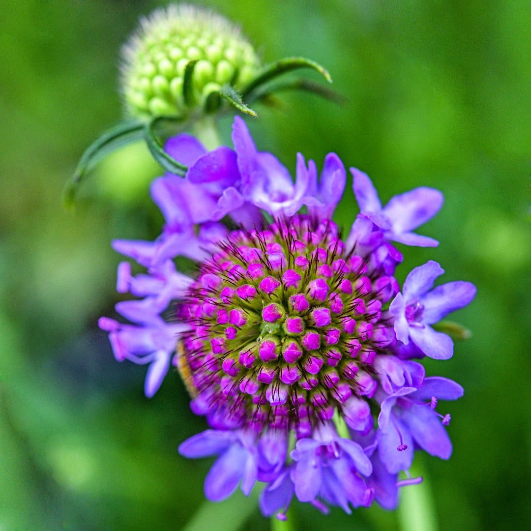 Blue Cockade Scabiosa in the process of blooming in the trial gardens at Baker Creek.