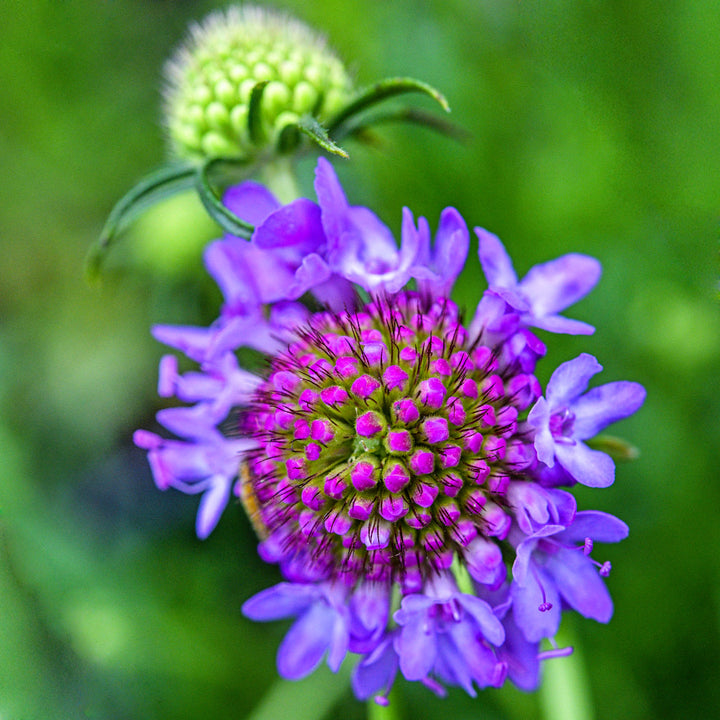 Blue Cockade Scabiosa in the process of blooming in the trial gardens at Baker Creek.