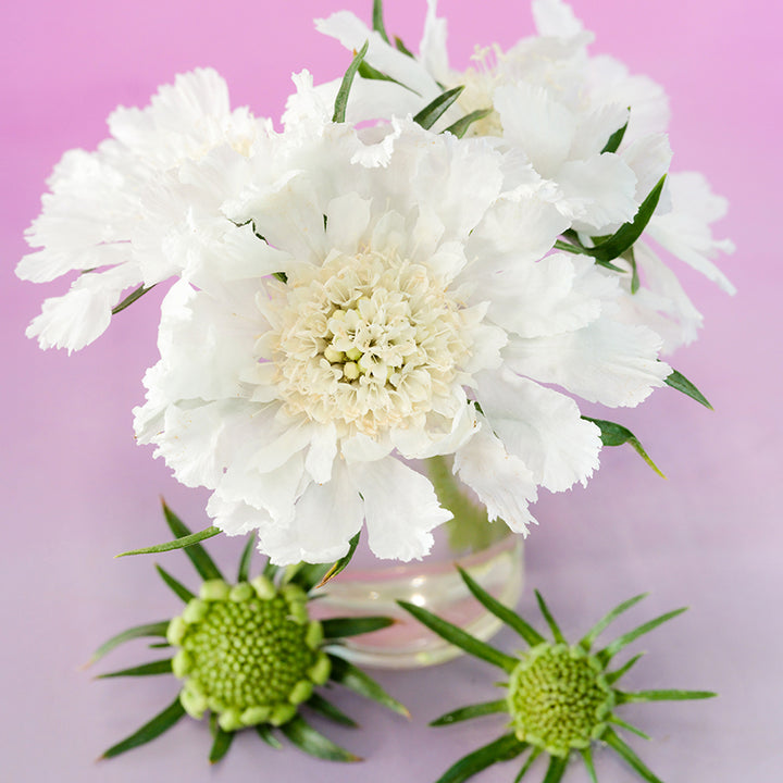 A close-up of Fama White Scabiosa flowers on pink background.