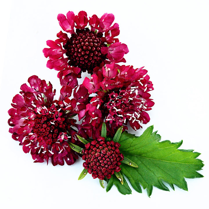 Several Fire King Scabiosa blooms and buds with foliage arranged on a white background.